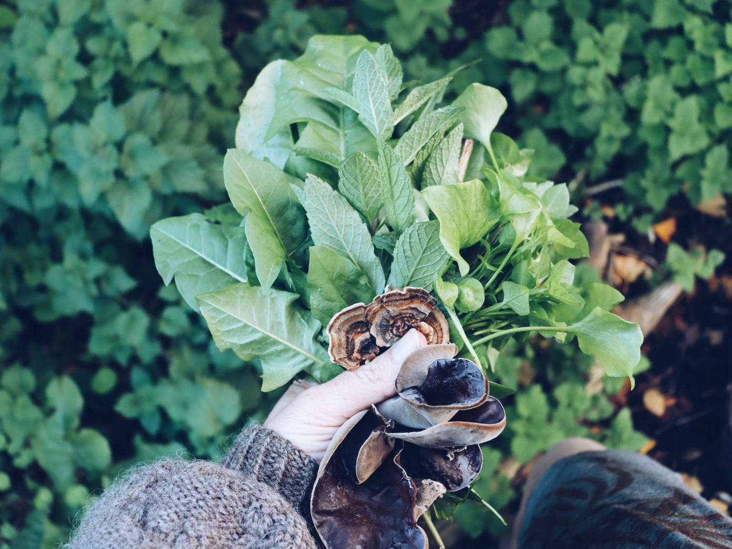 Foraging as a Way of Life + Pickled Onionweed Recipe