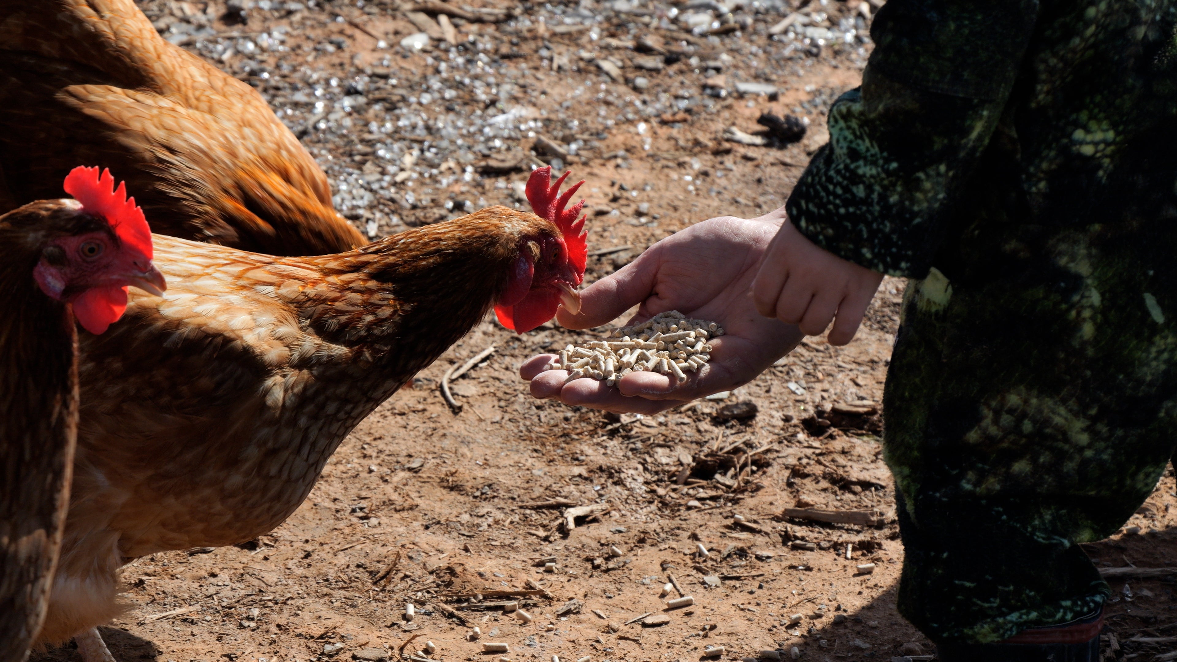 Chicken_kunch.jpg