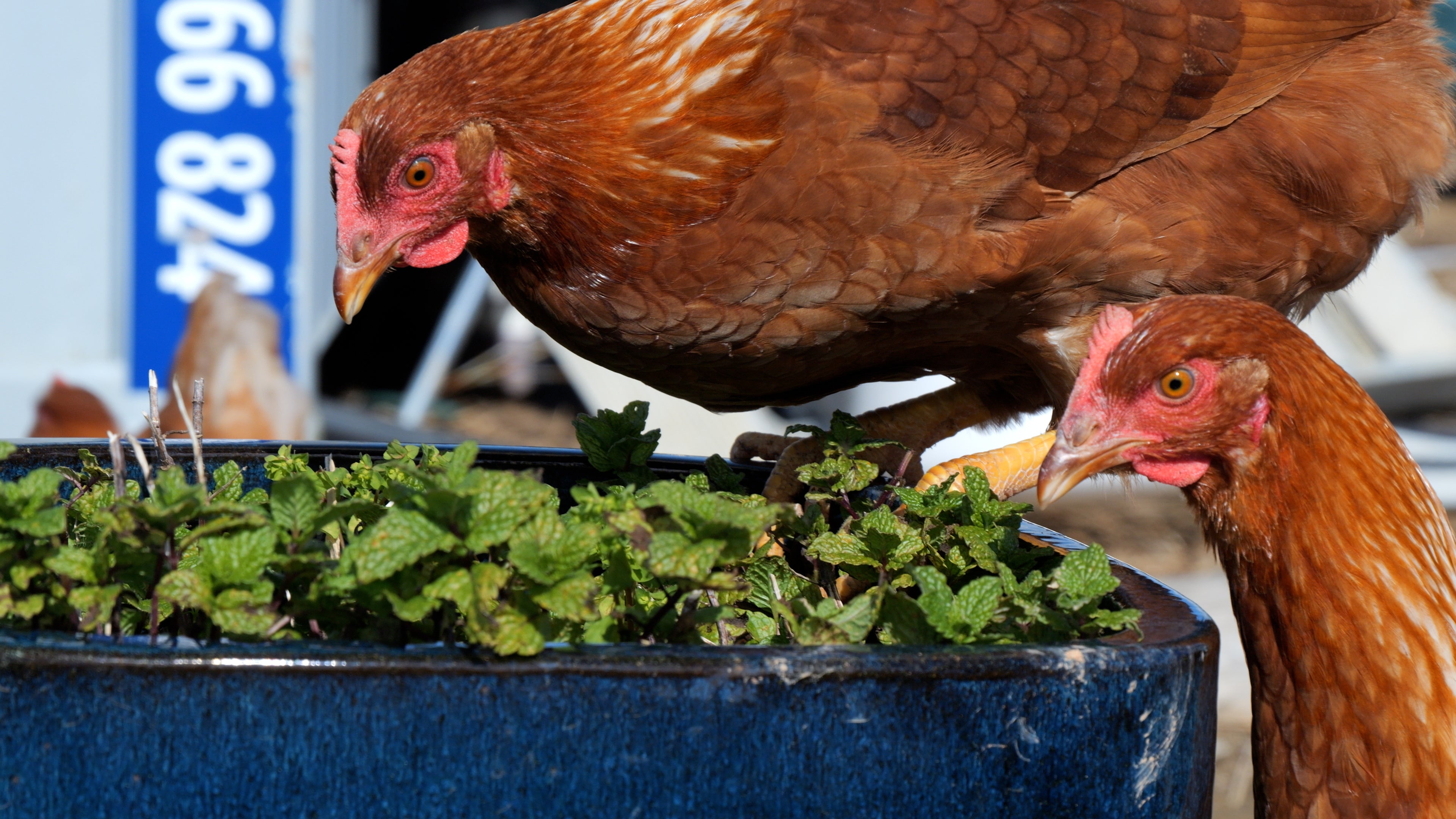 Chickens_1.jpg