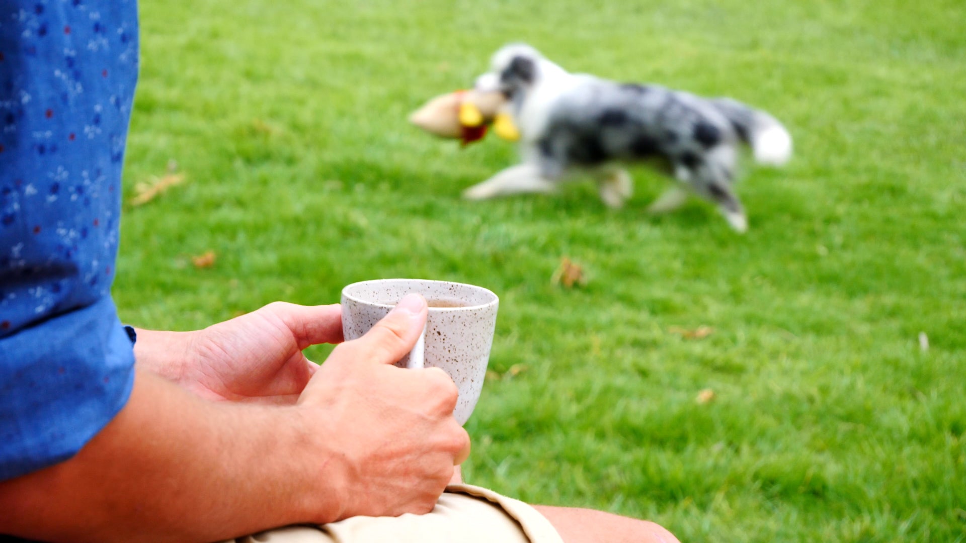 Coffee_Dog.jpg