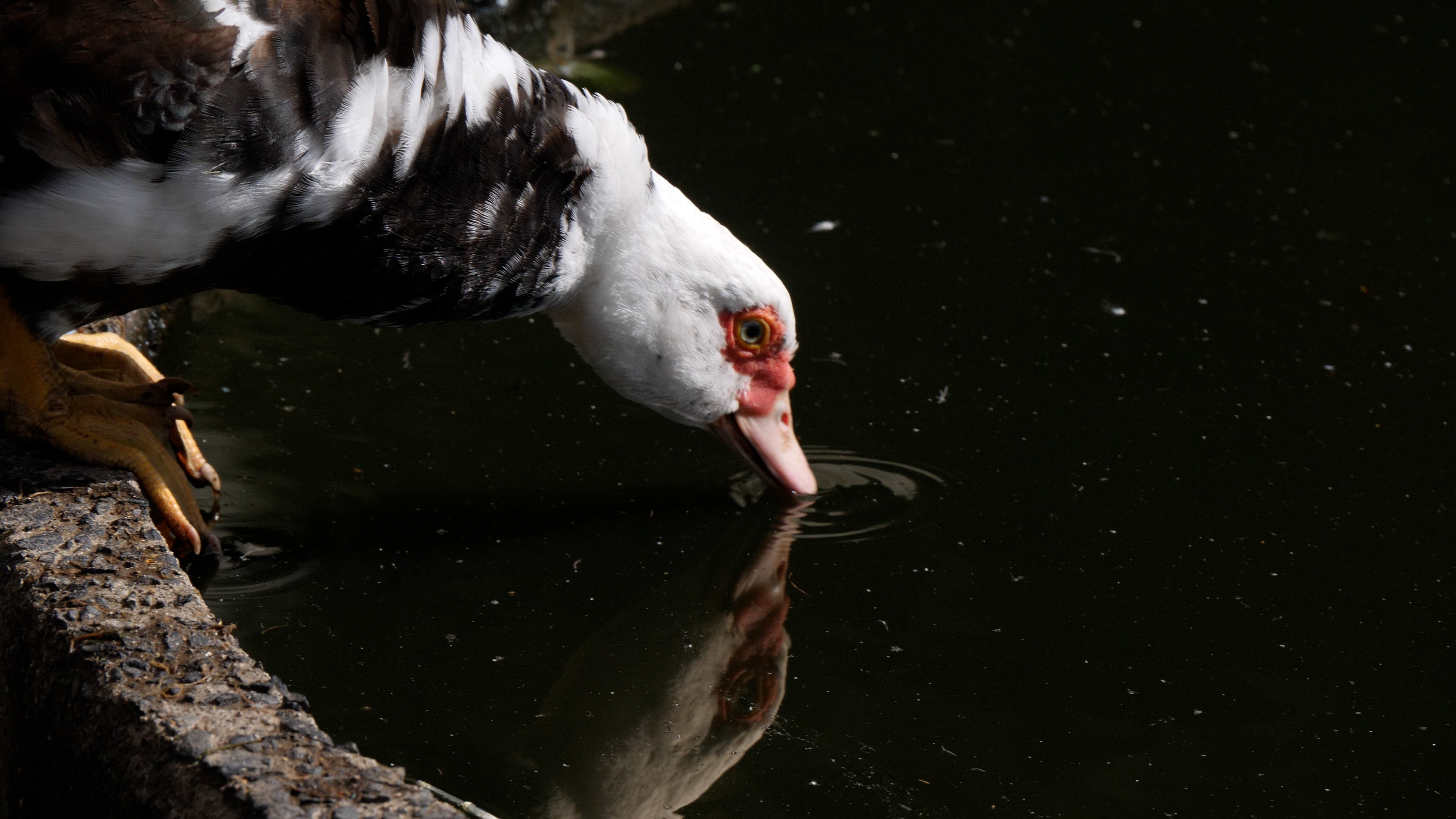 DUck_Drinking.jpg