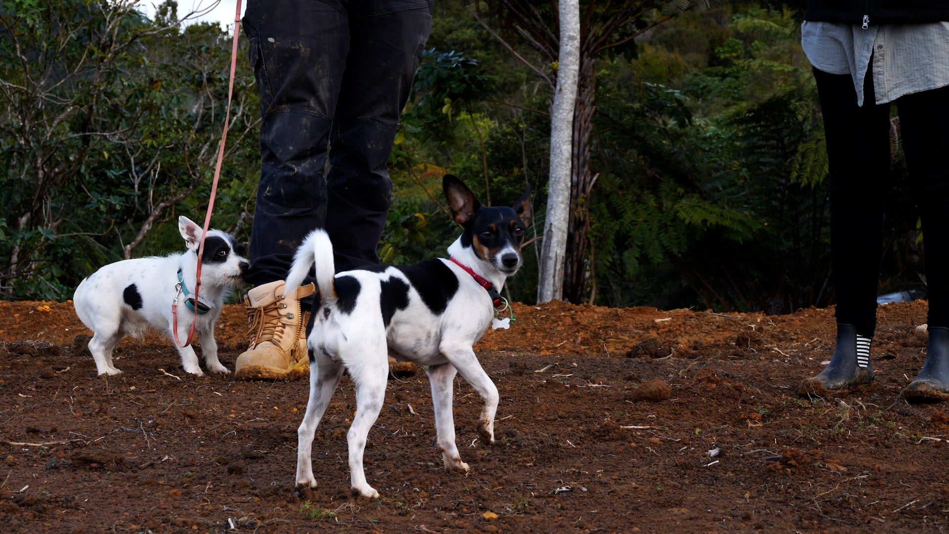 Doggy_592d7677-31d5-4276-9508-54f888f1b3cc.jpg