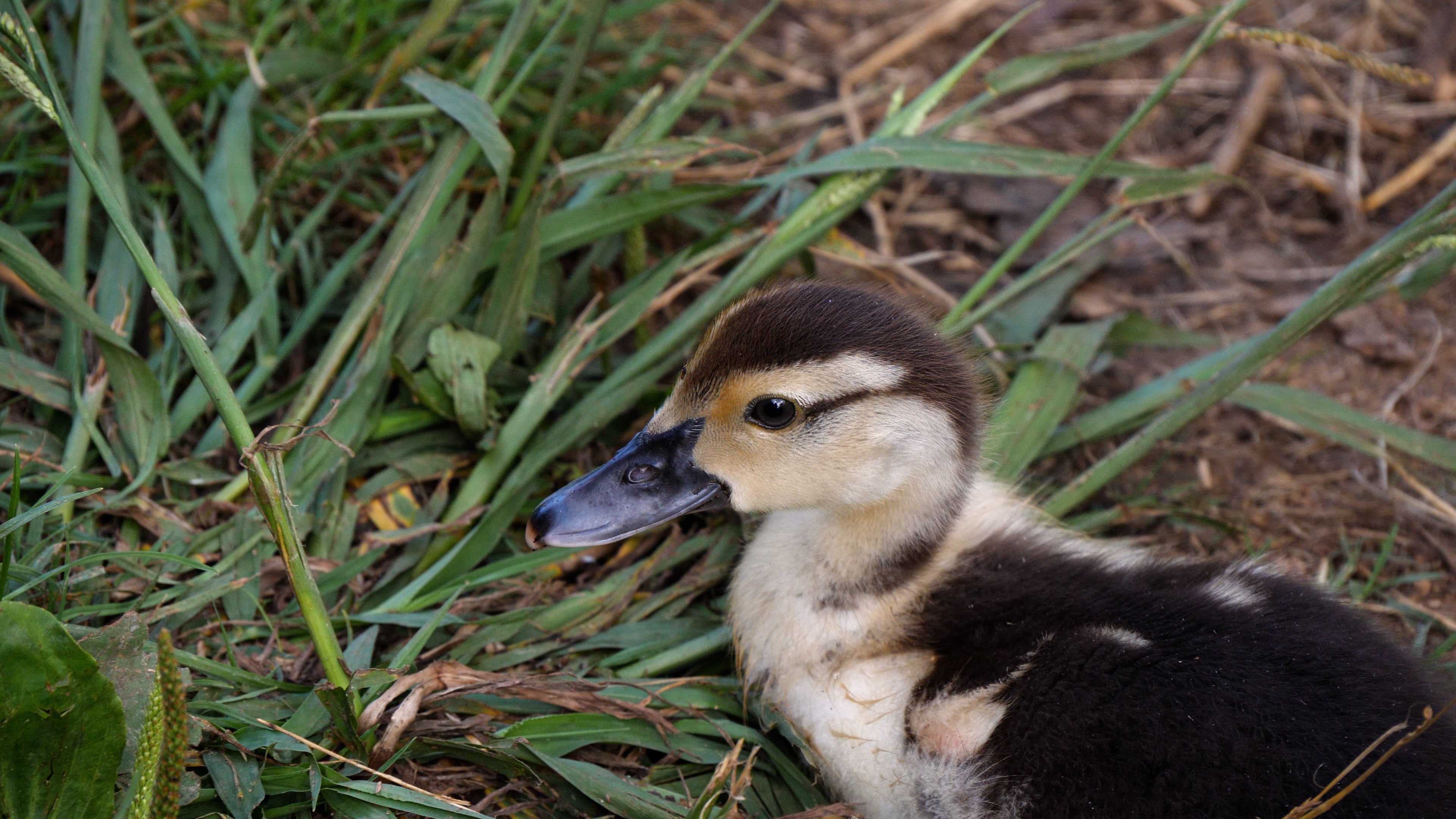 Duckling.jpg