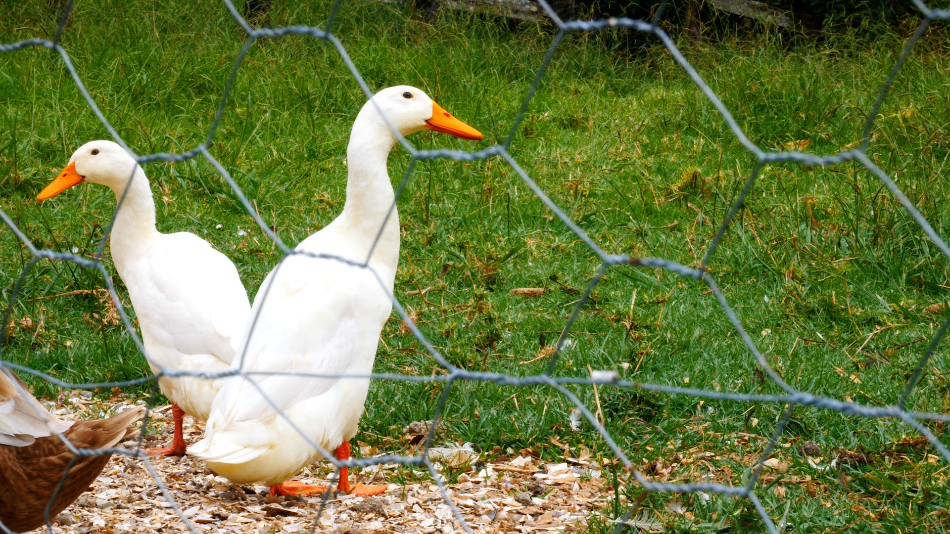 Ducks.jpg