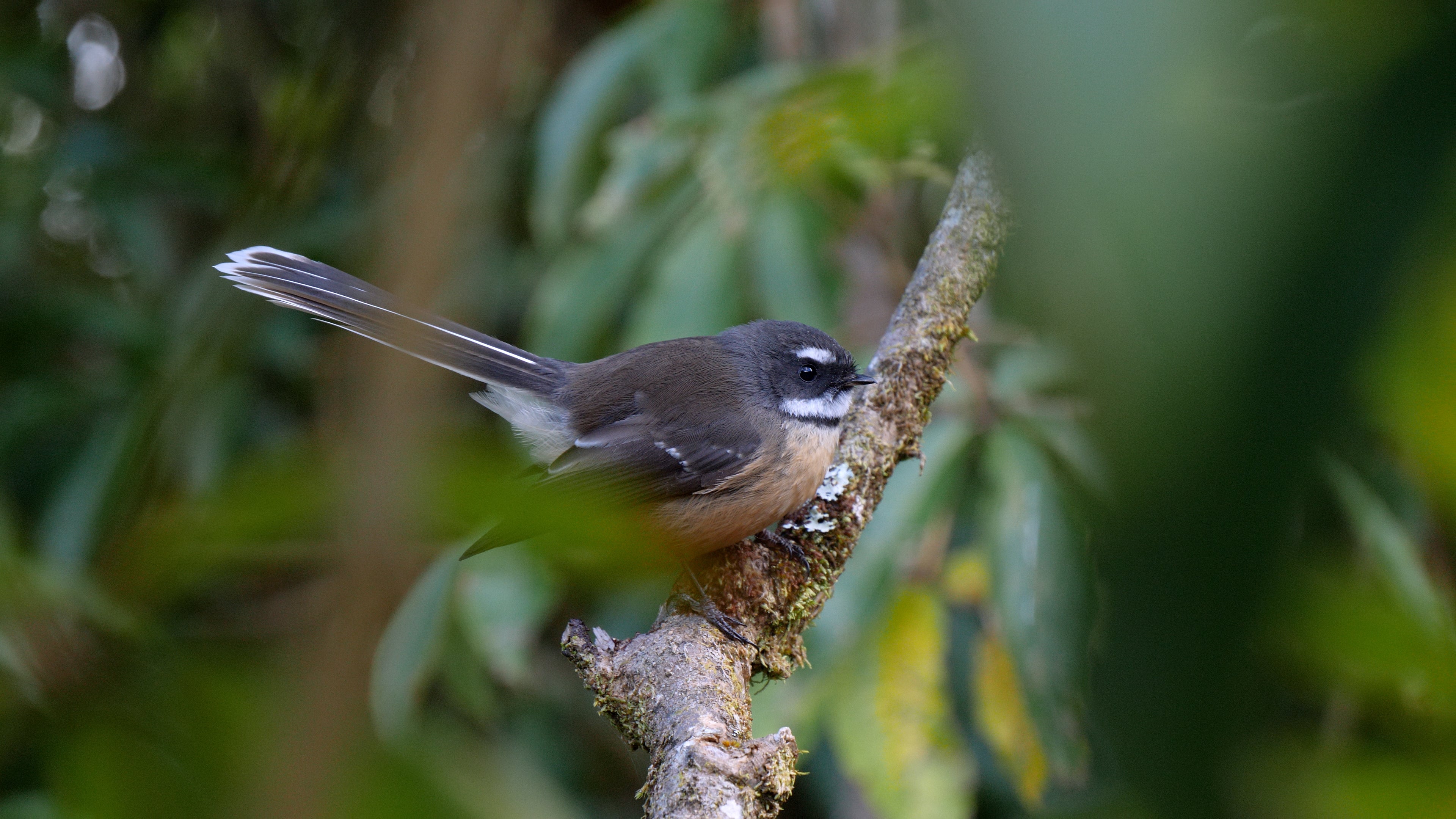 Fantail.jpg