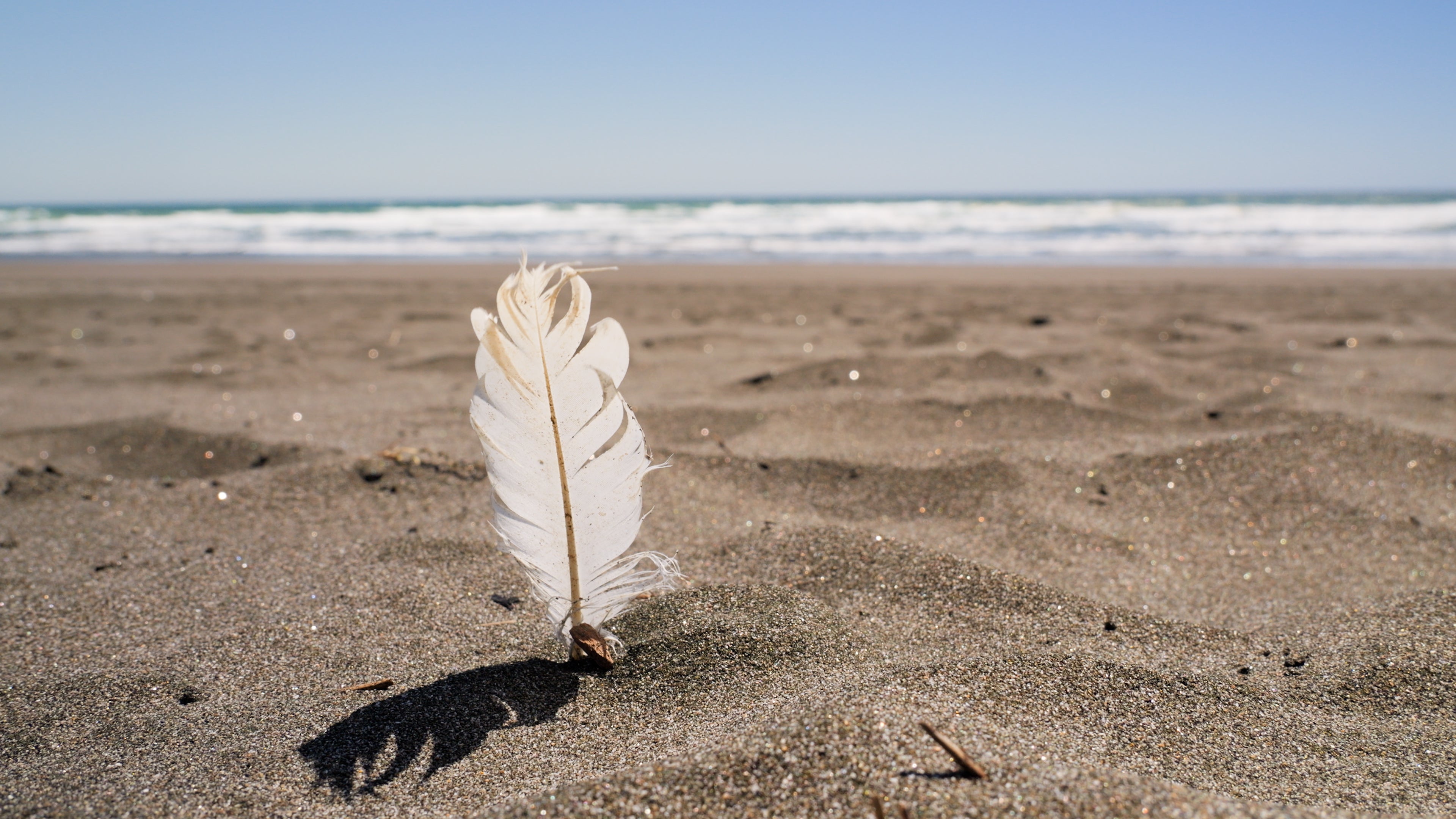 Feather_fc8e7a01-3ee9-451b-8ed5-b93ed75577d7.jpg