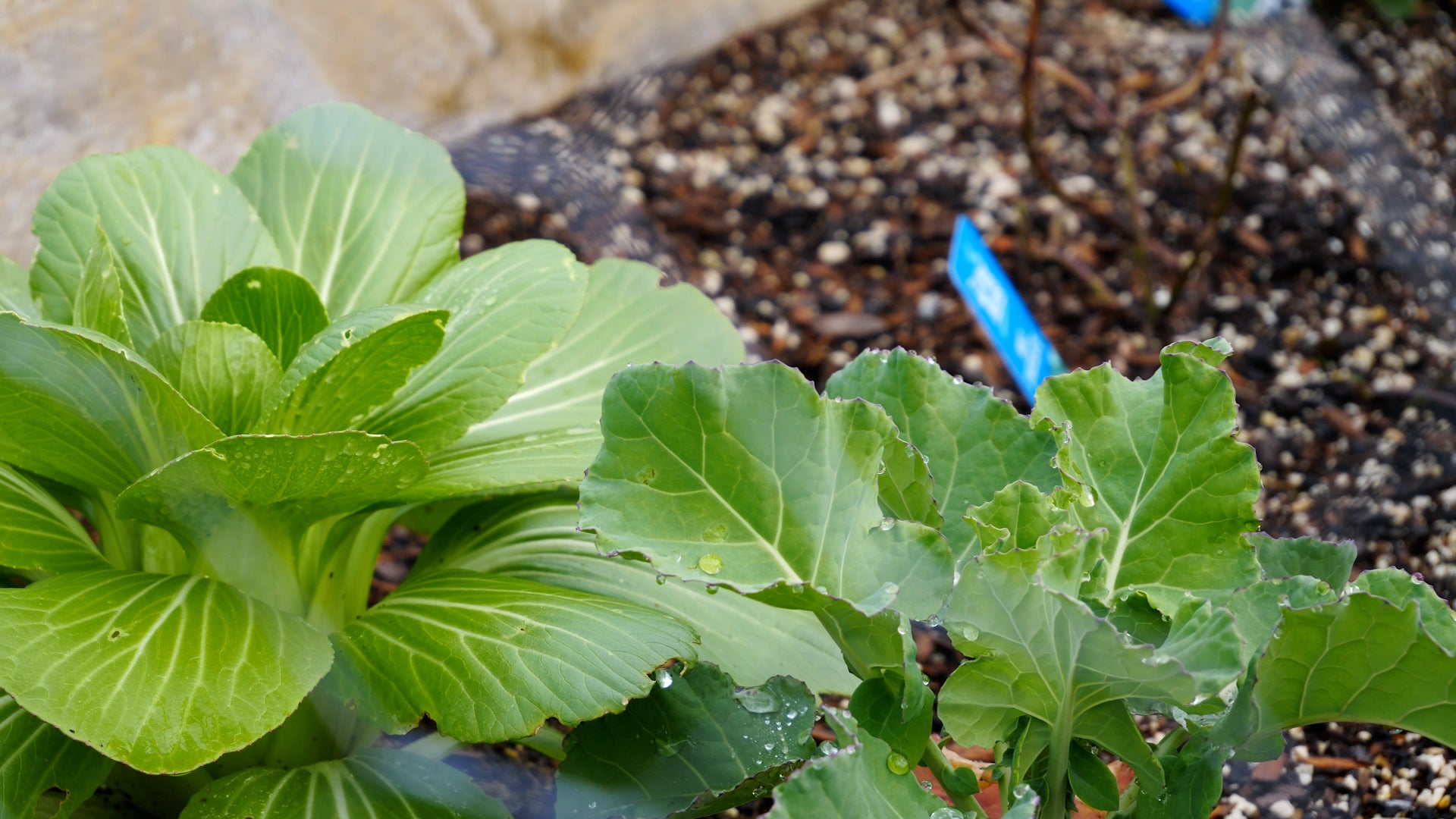 Garden.jpg