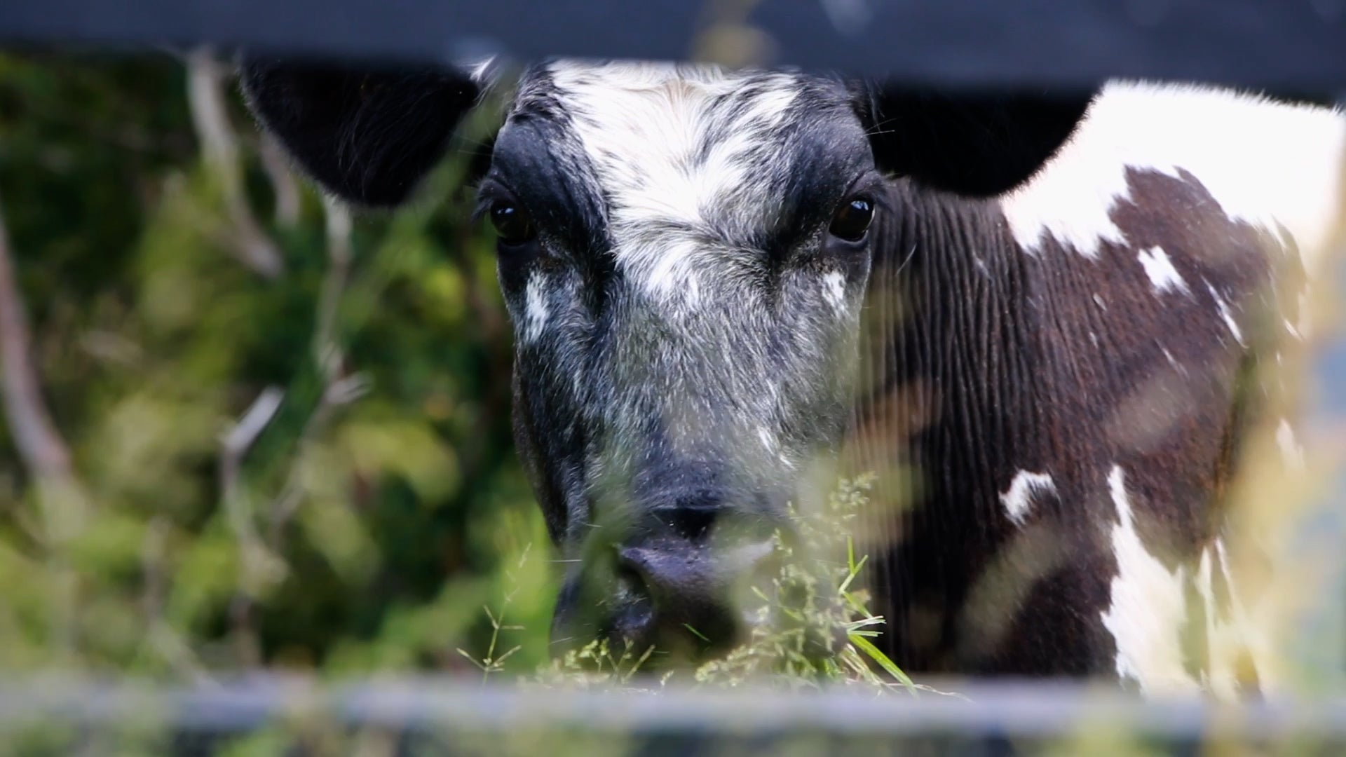 PRETTY_COW.jpg