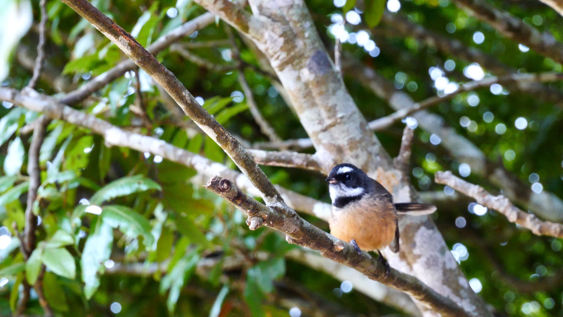bird_in_tree.jpg