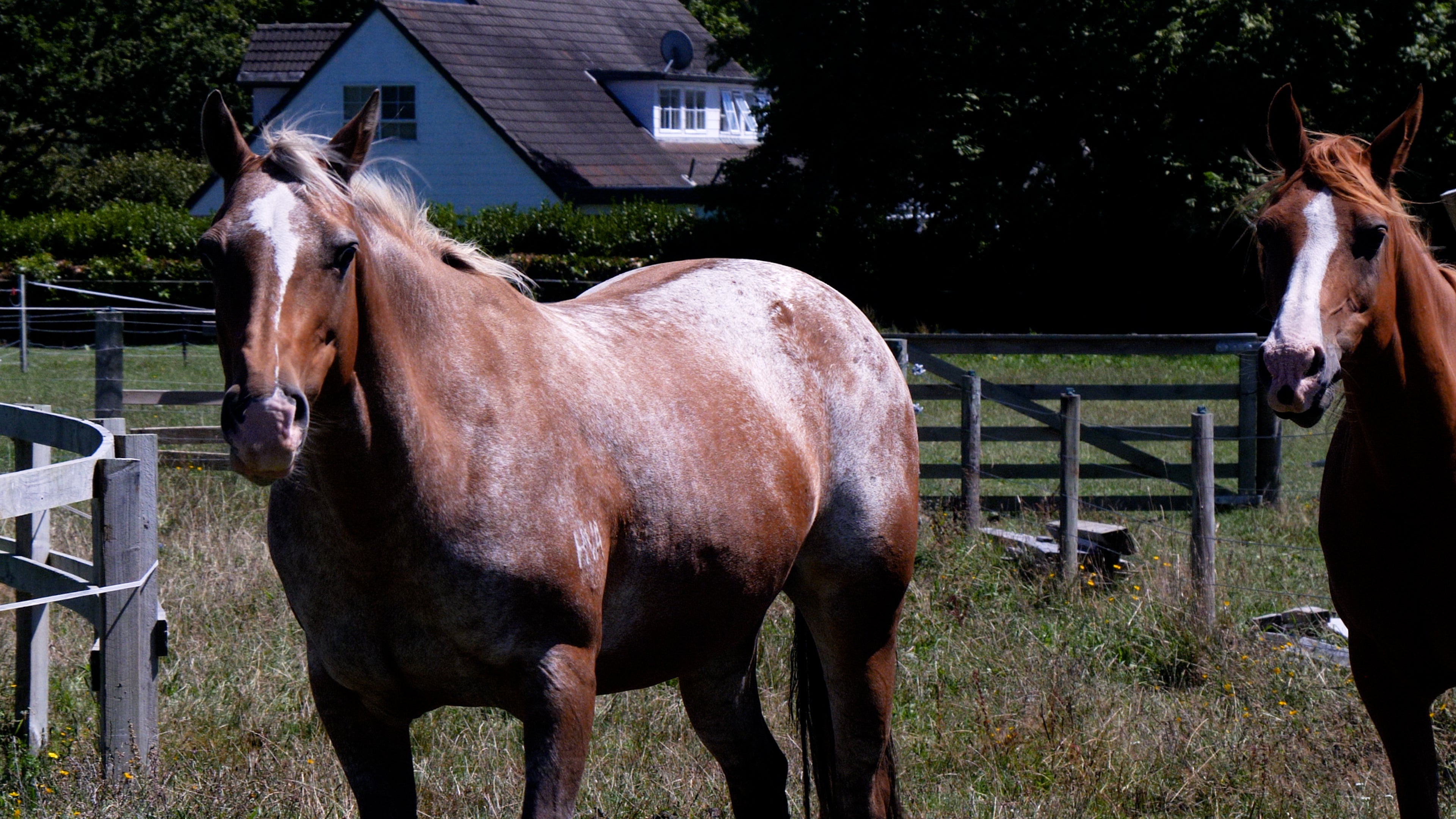 horses_ec4530e0-a3dd-4052-876e-a18edacbb265.jpg